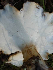 Albatrellus