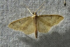 Idaea biselata