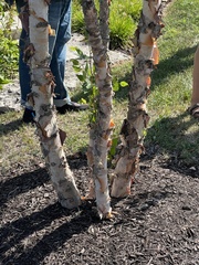 Betula nigra