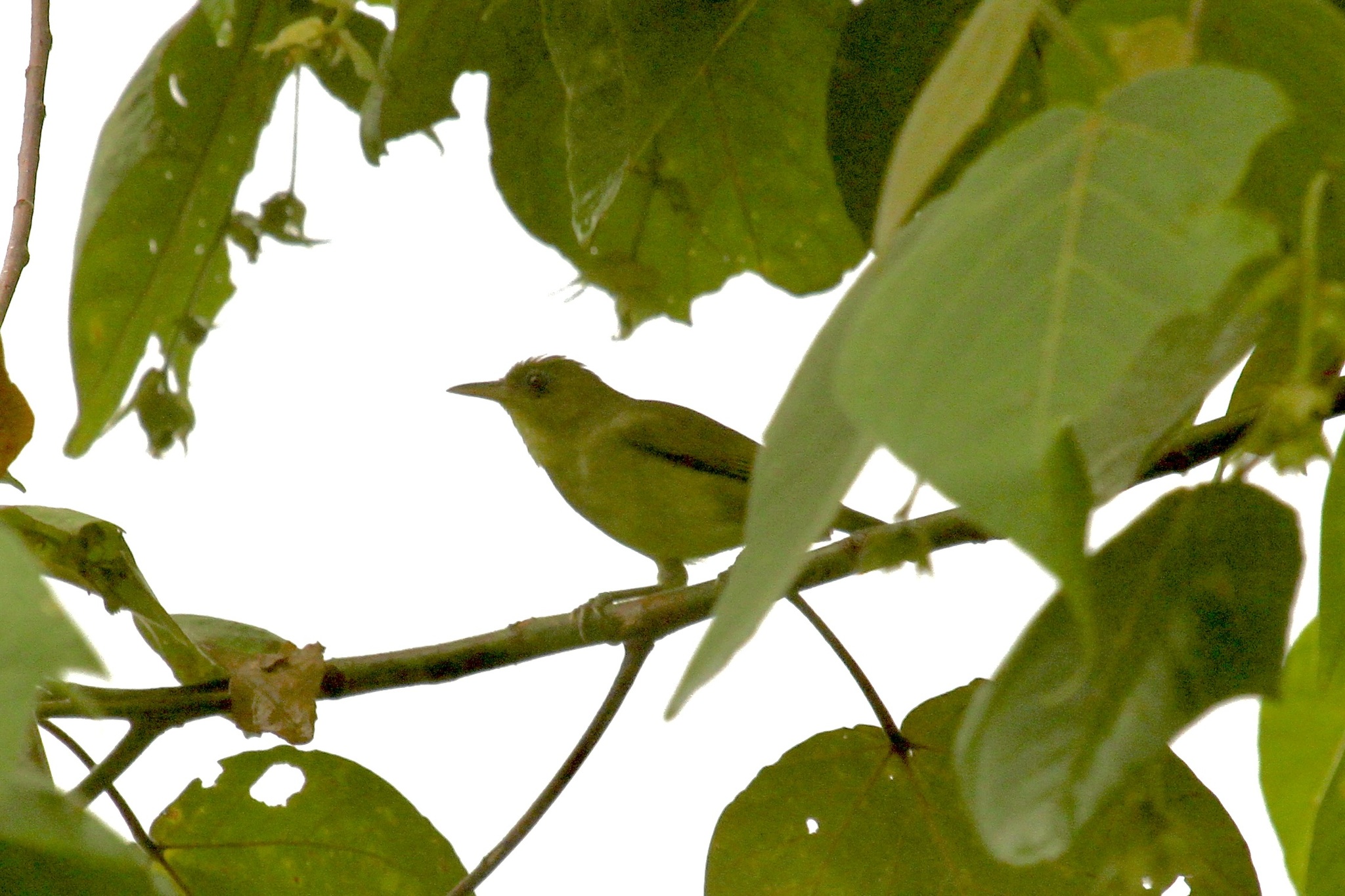 Malaita White-eye (Zosterops stresemanni)