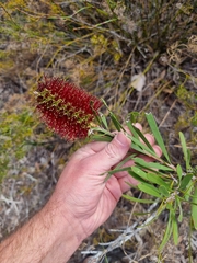 Melaleuca pachyphylla