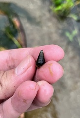 Thiaridae