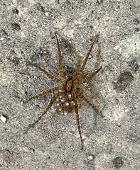 Lycosidae
