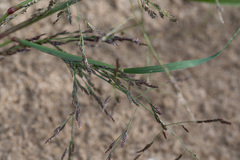 Eragrostis amurensis