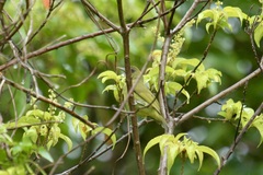 Zosterops stresemanni