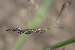 Eragrostis amurensis
