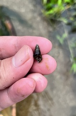 Thiaridae
