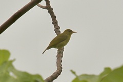 Zosterops stresemanni