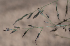 Eragrostis amurensis
