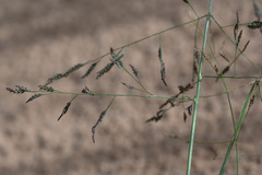 Eragrostis amurensis