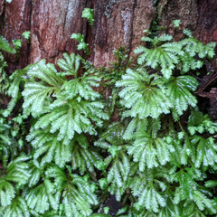 Hypopterygium didictyon