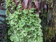 Hypopterygium didictyon