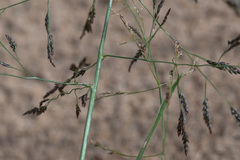 Eragrostis amurensis