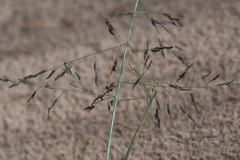 Eragrostis amurensis