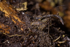 Pleioplectron hudsoni