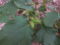 Xanthium echinatum