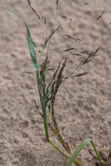Eragrostis amurensis