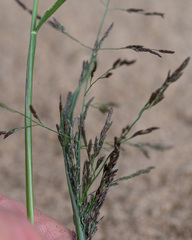 Eragrostis amurensis