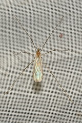Erioptera