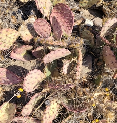 Opuntia macrorhiza