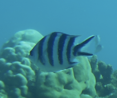 Abudefduf sexfasciatus