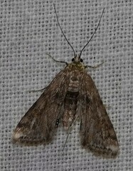 Cataclysta lemnata