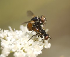 Gymnosoma nitens