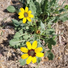 Berlandiera lyrata