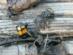 Nicrophorus vespilloides