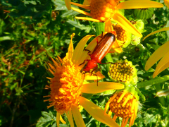 Rhagonycha fulva