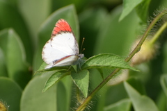 Colotis danae