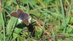 Plebejus argyrognomon