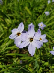 Ipheion uniflorum