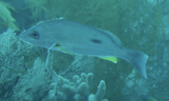 Lutjanus russellii