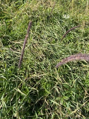 Hordeum brevisubulatum