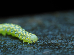 Austramathes purpurea