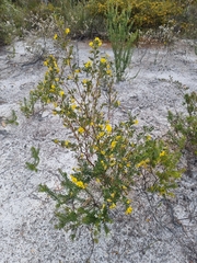 Gompholobium virgatum