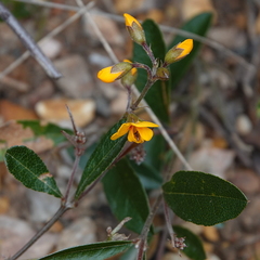 Podolobium scandens