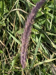 Hordeum brevisubulatum