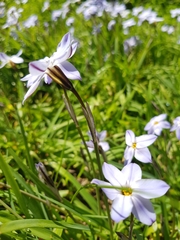 Ipheion uniflorum