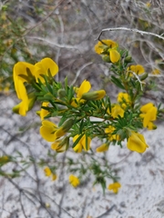 Gompholobium virgatum