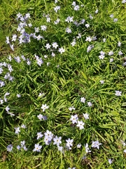 Ipheion uniflorum