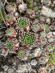 Sempervivum arachnoideum