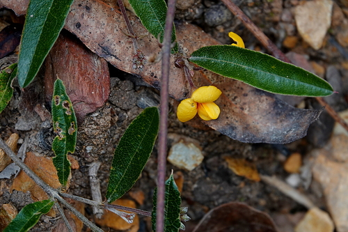 Image of Podolobium scandens by (c) Max Campbell, some rights reserved (CC BY)