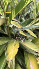 Trichonephila plumipes