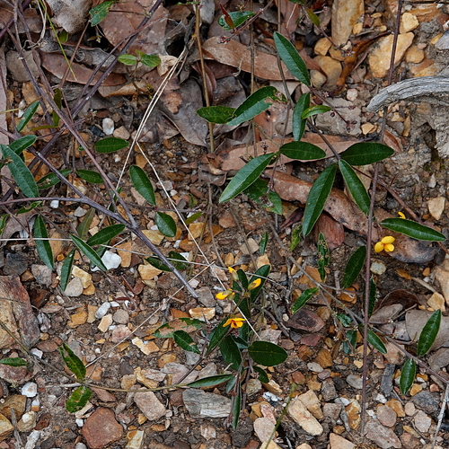 Image of Netted Shaggy Pea (Podolobium scandens) by (c) Max Campbell, some rights reserved (CC BY)