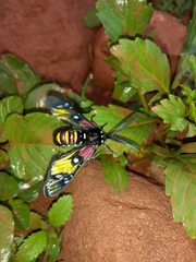 Chrysocale principalis