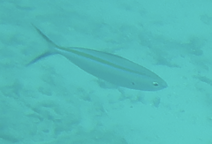 Caesio caerulaurea