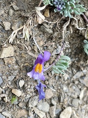 Linaria alpina