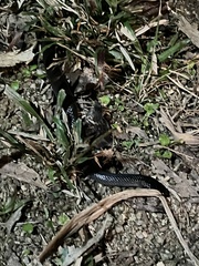 Cryptophis nigrescens